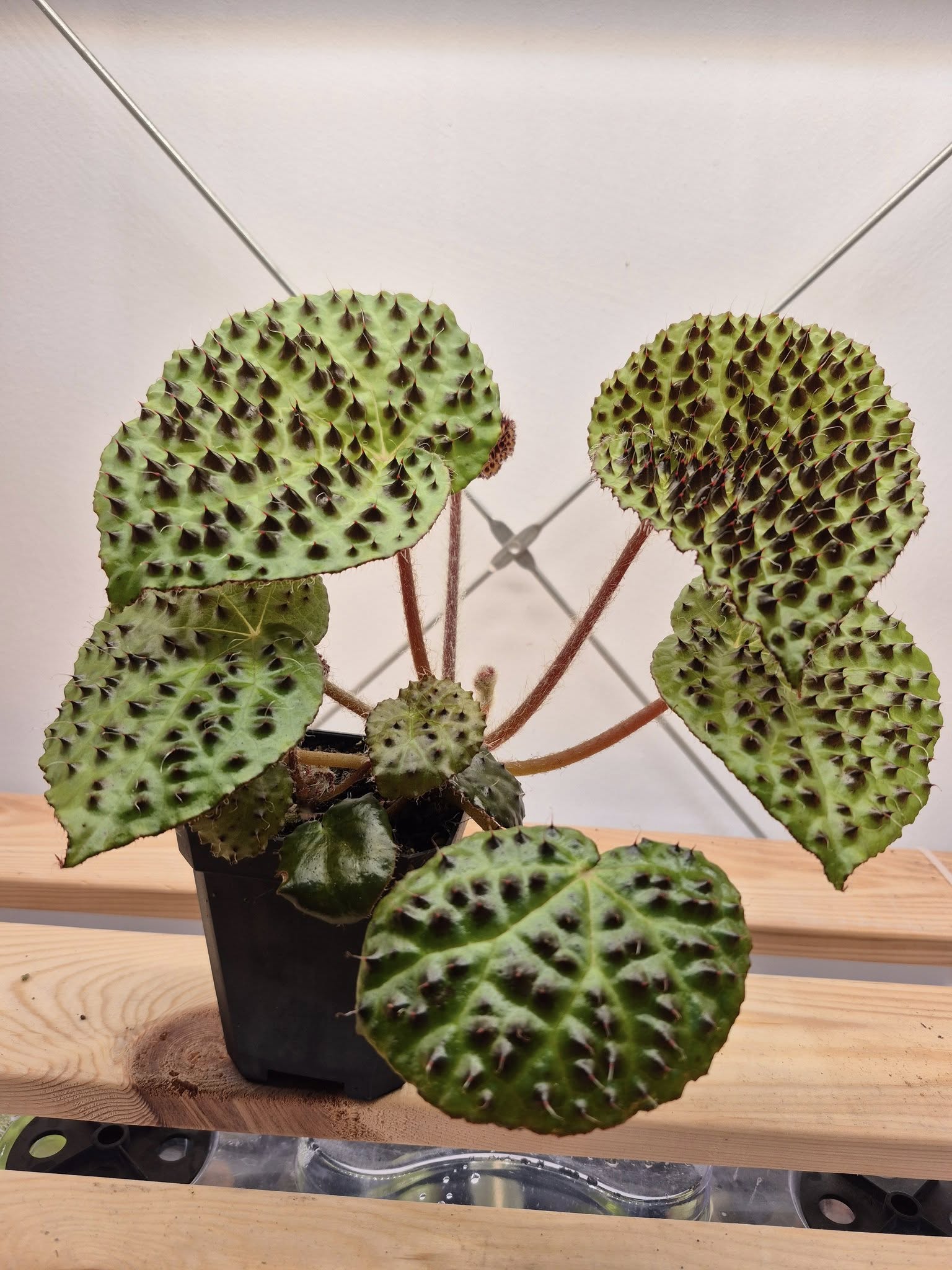 Begonia melanobullata